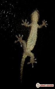 Gecko en chasse dans une pluie d'étoiles. (photo Lornet-Design)